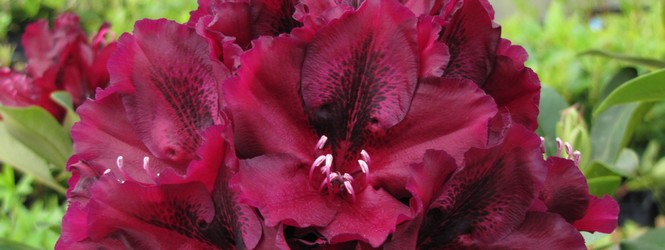 Rhododendron 'Midnight beauty'