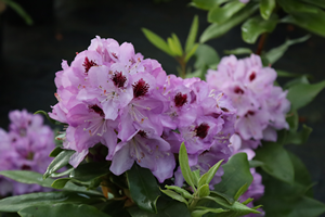 Rhododendron Blue Jay