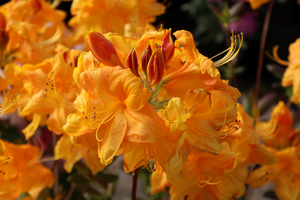 Azalea Knapp-Hill 'Klondyke'