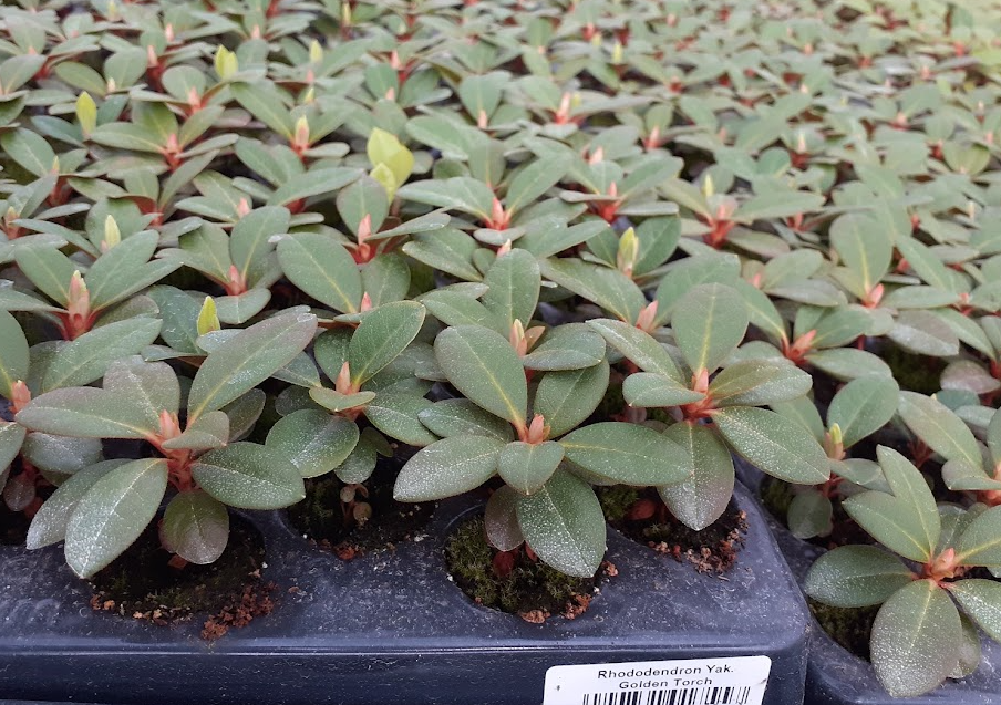 Plantules en alvéole 1an